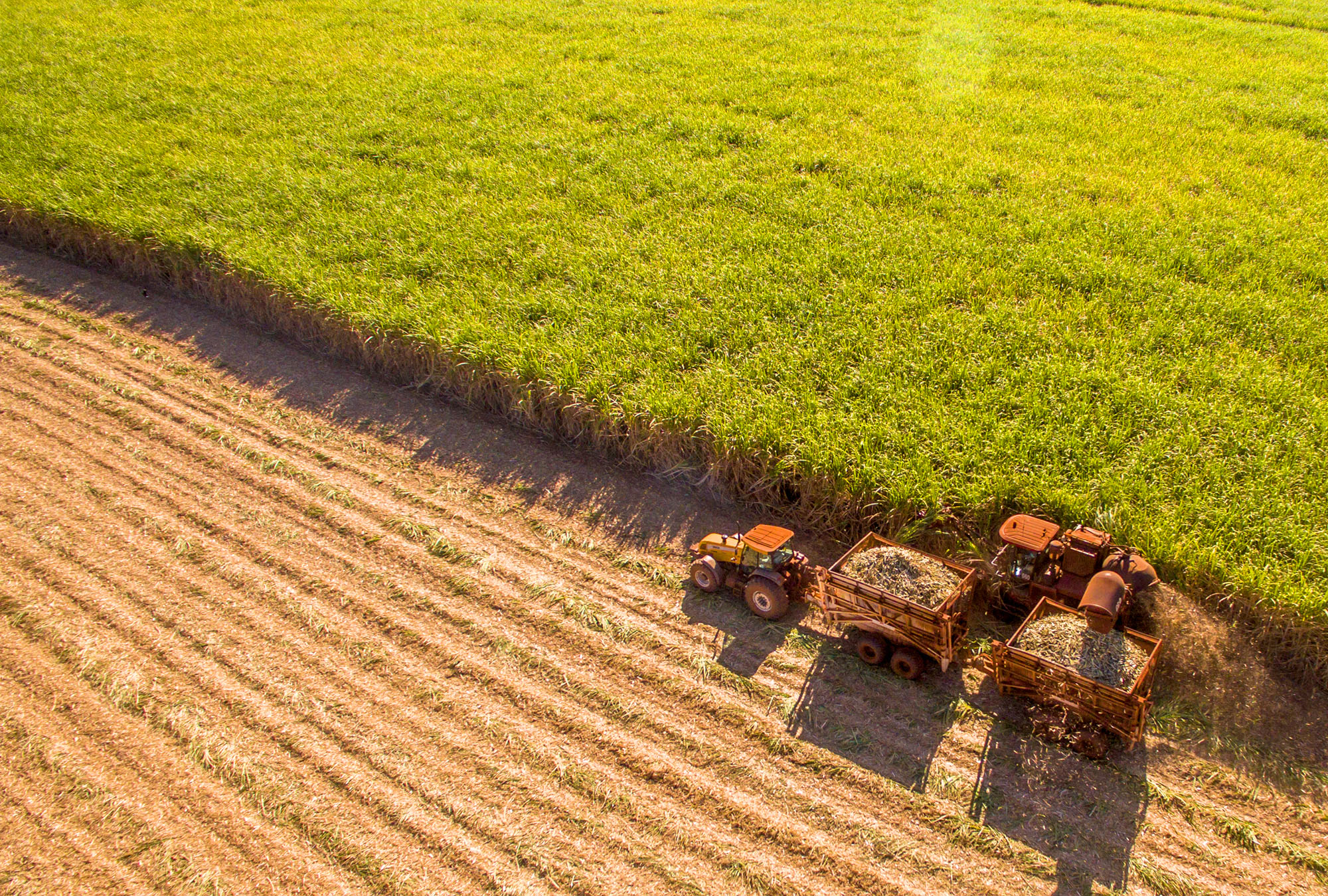 Sugar cane hasvest plantation aerial Sugar cane hasvest plantation aerial